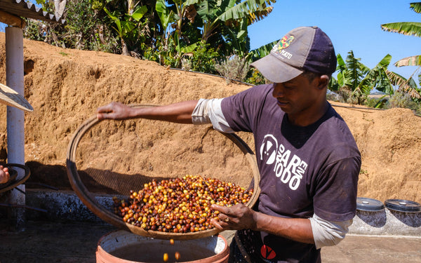 Brazilian Coffee